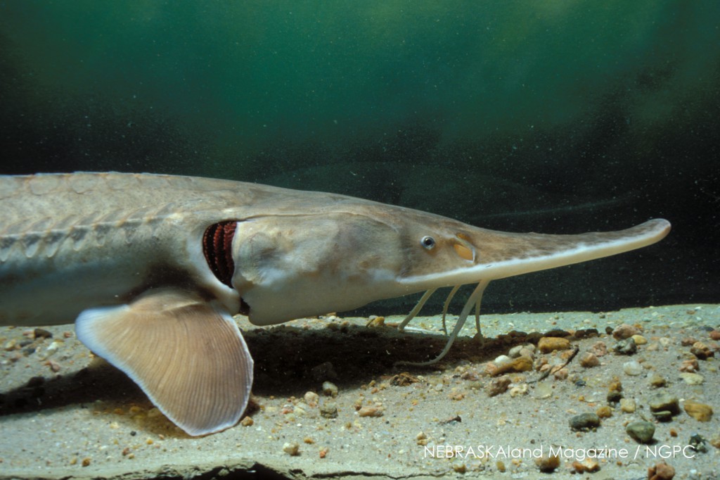 Facts about the pallid sturgeon